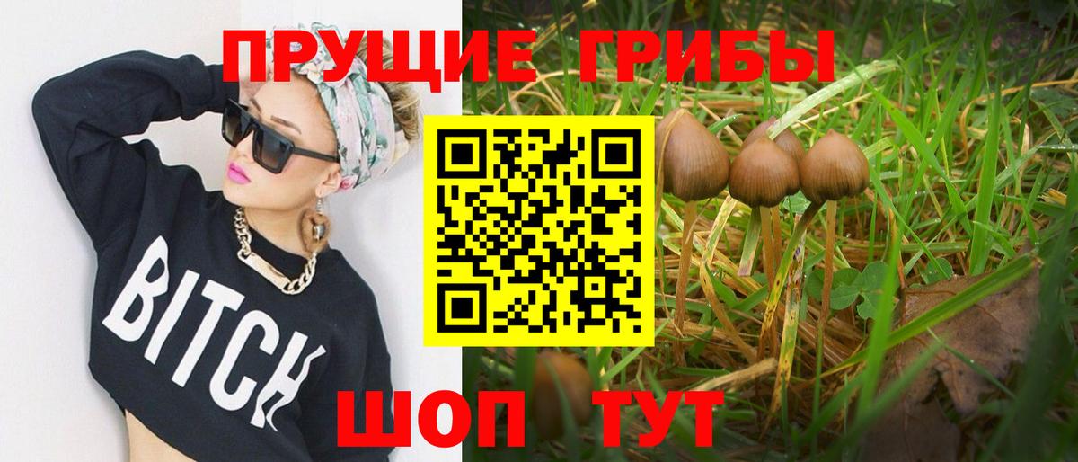 Кизилюрт  цена   Вход с VPN  Псилоцибиновые грибы Cubensis 